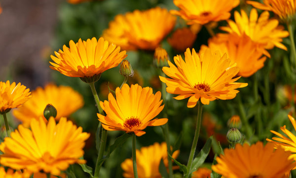 The Medicinal Uses and Health Benefits of Calendula Flower