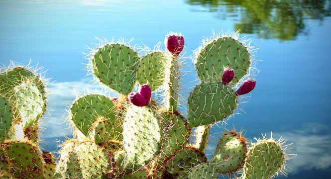 Benefits of Prickly Pear Seed Oil for Your Skin