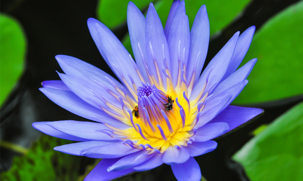 blue lily flower meaning